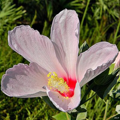 Hibiscus_grandiflorus