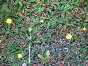 Hieracium_pilosella