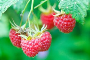 Notre gamme de plantes commestibles, comme la Himbo Top