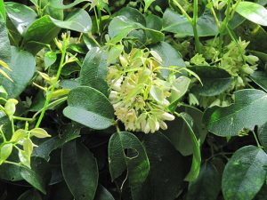 Holboellia_Latifolia