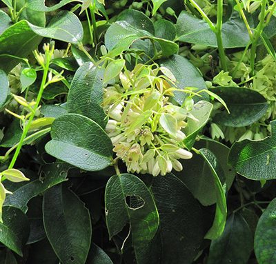 Holboellia_Latifolia