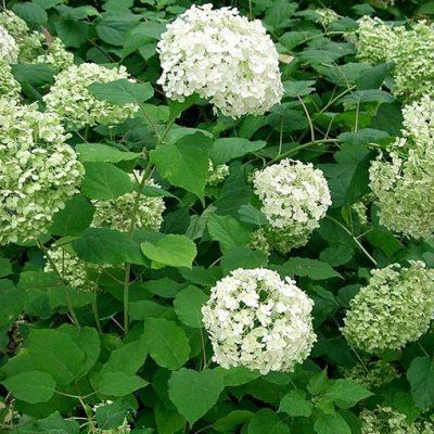 Hydrangea_arborescens_'annabelle'