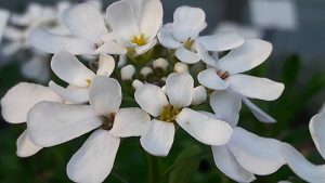 Iberis_sempervirens