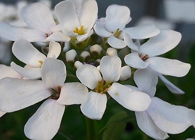 Iberis_sempervirens