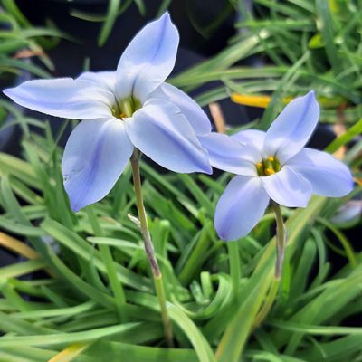 Ipheion_bleu