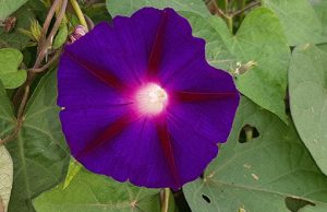 Ipomea_Knowlian's_Black