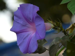 Ipomea_learii