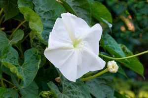 Ipomoea_alba