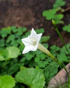 Ipomoea_quamoclit_alba