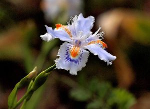 Iris_japonica