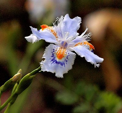 Iris_japonica