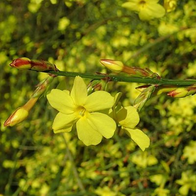 Jasminum_nudiflorum