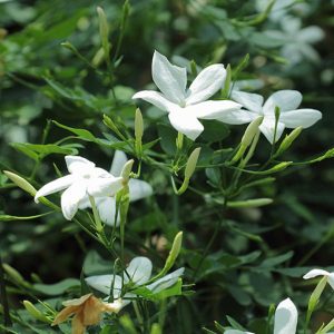 Jasminum_officinale