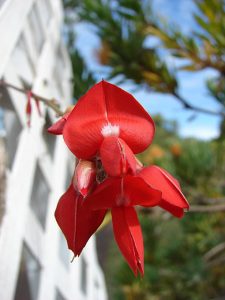 Kennedia_rubicunda