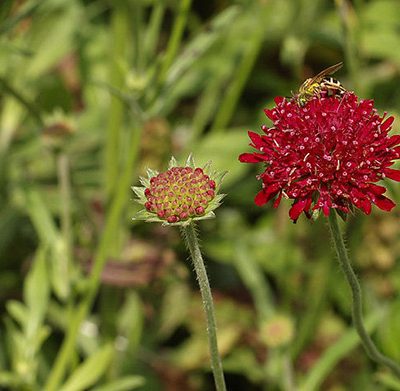 Knautia_macedonica