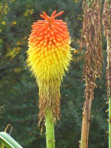 Kniphofia_linearifolia