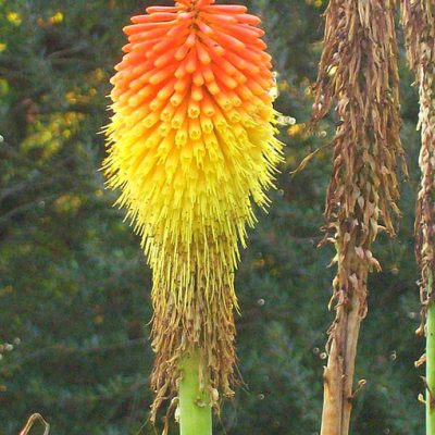 Kniphofia_linearifolia
