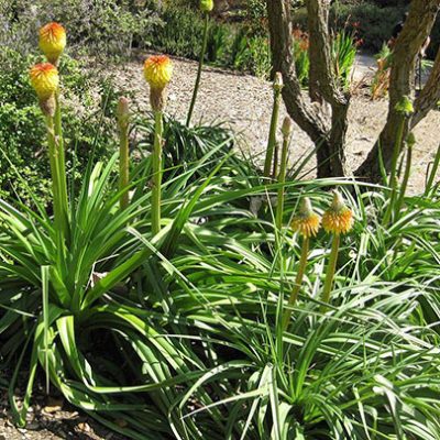 Kniphofia_rooperi
