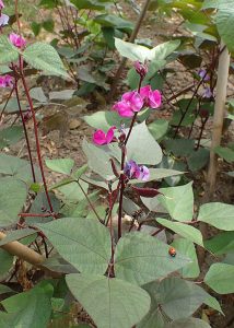 Lablab_purpureus