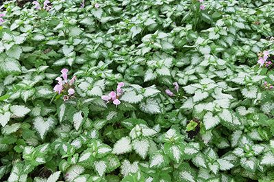 Lamium_Pink_Chablis