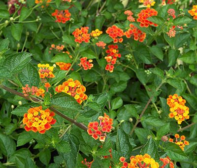 Lantana_camara_'Radiation'