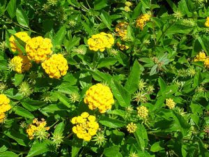 Lantana_montevidensis_jaune
