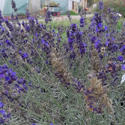 Lavandula_Hidcote