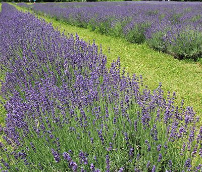 Lavandula_angustifolia_Lavande_vraie_bio