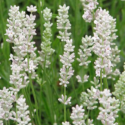 Lavandula_angustifolia_'Rosea'