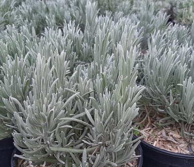 Lavandula_grosso