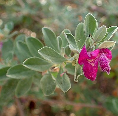 Leucophyllum_frutescens_'Green_Cloud'