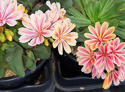 Lewisia_1