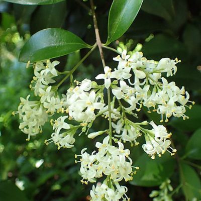 Ligustrum_japonicum