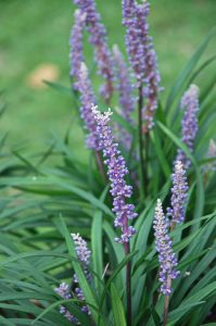 Liriope_muscari_big_blue