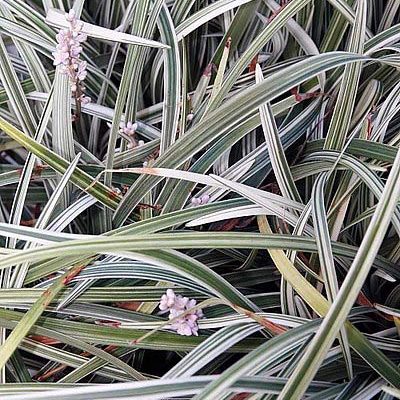 Liriope_spicata_variegata