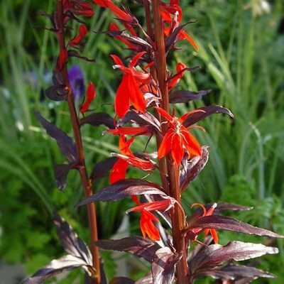 Lobelia_fulgens
