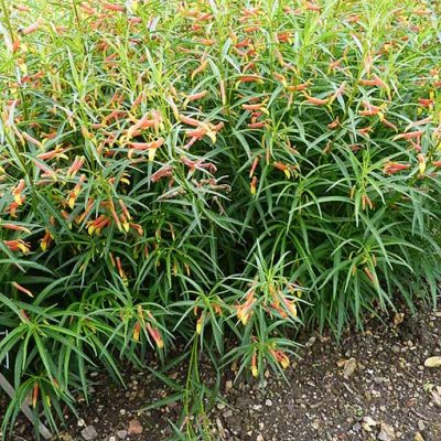 Lobelia_laxiflora