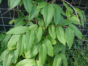 Lonicera_henryi