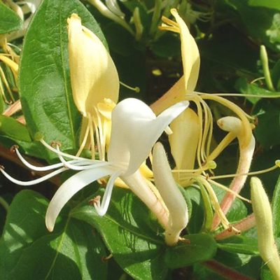Lonicera_japonica