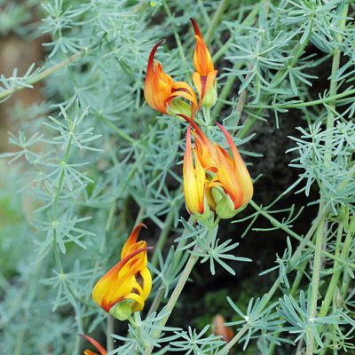 Lotus_maculatus