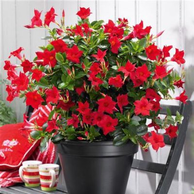 Mandevilla_sanderi_SundavilleClassic_Red