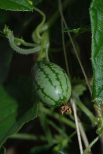Melothria_scabra