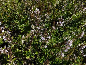 Micromeria_thymifolia