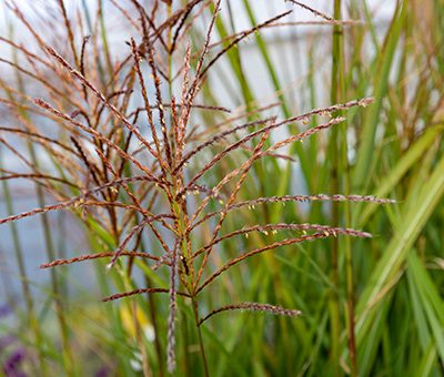 Miscanthus_gracillimus_fleurs