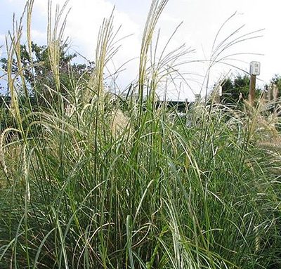 Miscanthus_sinensis_Adagio