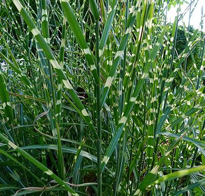 Miscanthus_sinensis_'Zebrinus'