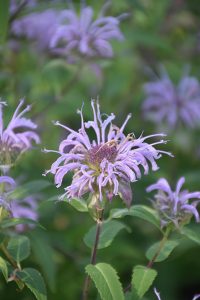 Monarda_citriodora_Bio