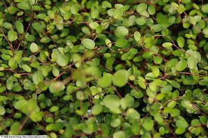 Muehlenbeckia_complexa
