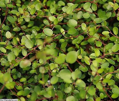 Muehlenbeckia_complexa
