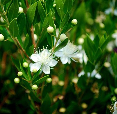 Myrtus_communis